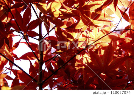 春の日差しを浴びた春紅葉 春の日差しを浴びた春紅葉 118057074