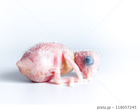 New born Forpus parrot bird on the white background 118057245