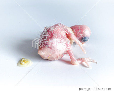 New born Forpus parrot bird on the white background 118057246