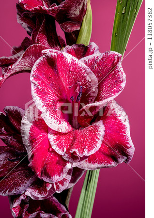 Blooming Gladiolus Jiri Vaclavik on a pink background 118057382
