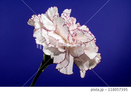 White carnation Pastel Damascus on a blue background White carnation Pastel Damascus on a blue background 118057395