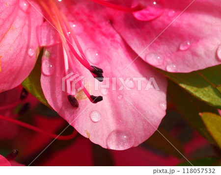 雨上がりの赤いサツキの花のクローズアップ 118057532