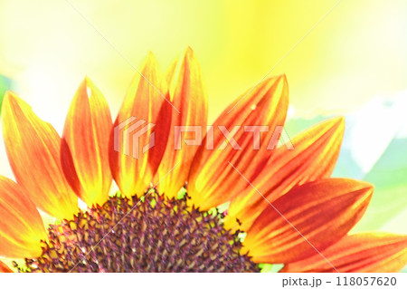 オレンジ色の向日葵 ひまわりの花びら オレンジ色の向日葵 ひまわりの花びら 118057620