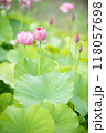 咲き始めた蓮の花 118057698