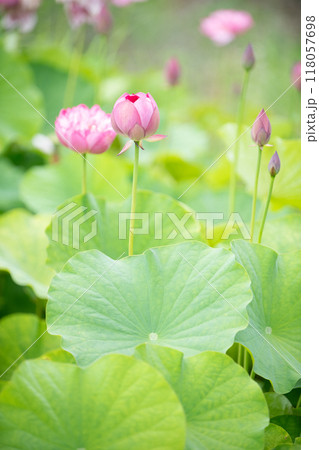 咲き始めた蓮の花 118057698