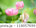 蓮の花の変容　蕾、花、花殻 118057699