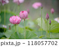 蓮の花が咲き出した 118057702