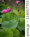 蓮の花が咲き出した 118057703