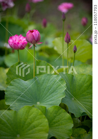 蓮の花が咲き出した 118057703