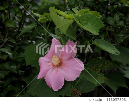 日かげに咲いたピンクのフヨウ（芙蓉の花とつぼみのクローズアップ） 118057898