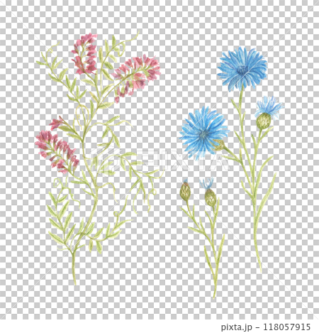 A set of wildflowers. Cornflower and creeping grass. Watercolor botanical illustration for the design of postcards, poster templates, greetings, highlighted on a white background 118057915