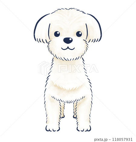 正面で立っているマルチーズの色鉛筆の手描きイラスト 118057931