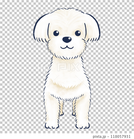 正面で立っているマルチーズの色鉛筆の手描きイラスト 118057931