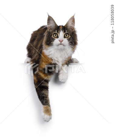 Maine Coon cat youngster on white background Maine Coon cat youngster on white background 118058039