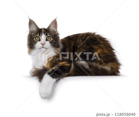 Maine Coon cat youngster on white background Maine Coon cat youngster on white background 118058040