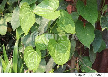 Dioscorea bulbifera plant on forest Dioscorea bulbifera plant on forest 118058220
