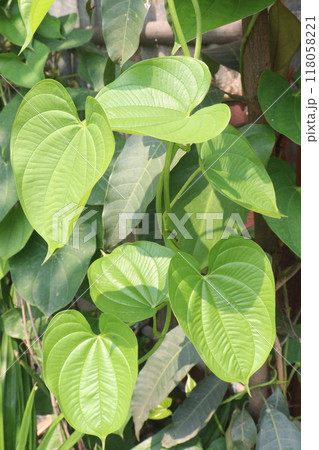 Dioscorea bulbifera plant on forest 118058221