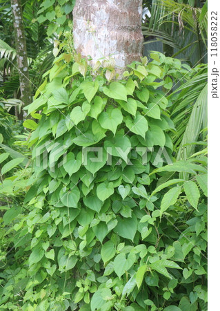 Dioscorea bulbifera plant on forest 118058222