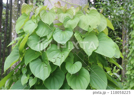 Dioscorea bulbifera plant on forest Dioscorea bulbifera plant on forest 118058225