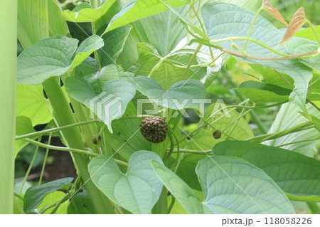 Dioscorea bulbifera plant on forest Dioscorea bulbifera plant on forest 118058226
