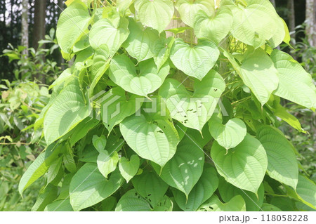 Dioscorea bulbifera plant on forest Dioscorea bulbifera plant on forest 118058228