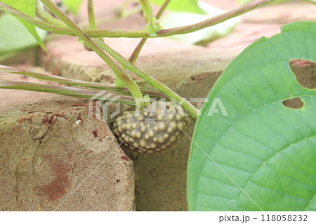 Dioscorea bulbifera plant on forest 118058232