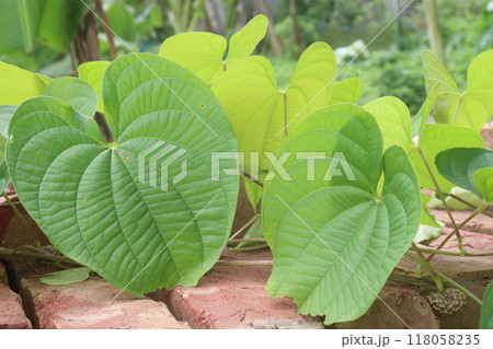 Dioscorea bulbifera plant on forest 118058235