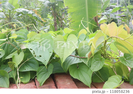 Dioscorea bulbifera plant on forest Dioscorea bulbifera plant on forest 118058236