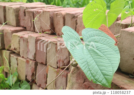 Dioscorea bulbifera plant on forest Dioscorea bulbifera plant on forest 118058237