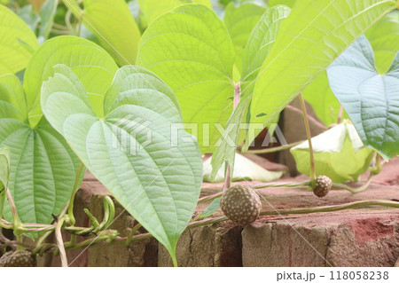 Dioscorea bulbifera plant on forest 118058238