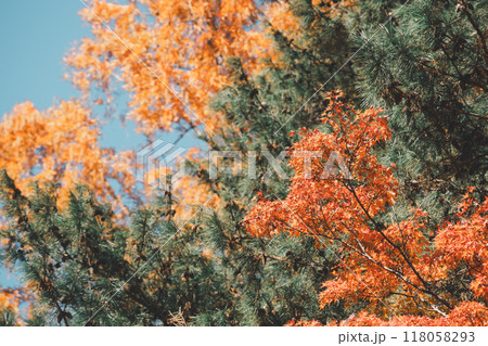楓 カエデ メープル 118058293