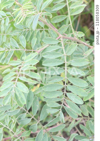 False indigo bush plant on jungle 118058309