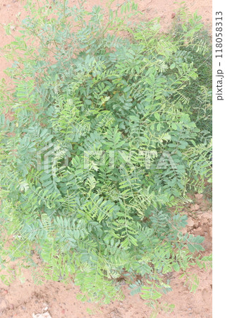 False indigo bush plant on jungle 118058313