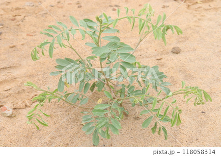 False indigo bush plant on jungle 118058314
