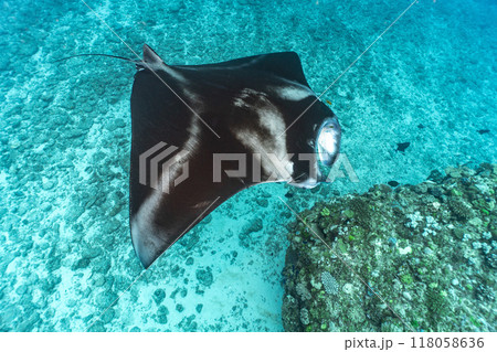 マンタ 118058636