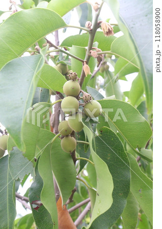 Mimusops elengi fruit on plant in nursery 118058900