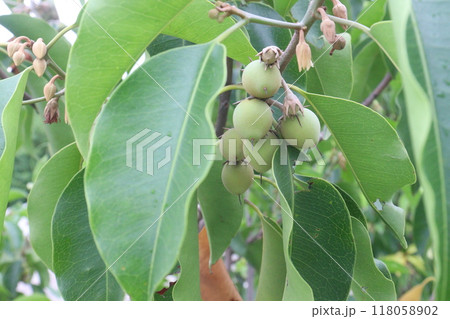 Mimusops elengi fruit on plant in nursery 118058902
