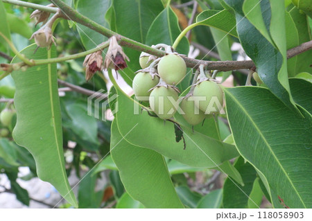 Mimusops elengi fruit on plant in nursery Mimusops elengi fruit on plant in nursery 118058903