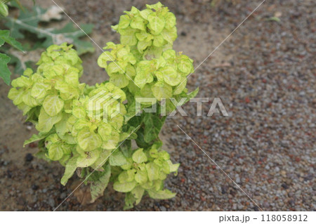 Sicklepod plant in the forest is medicinal Sicklepod plant in the forest is medicinal 118058912