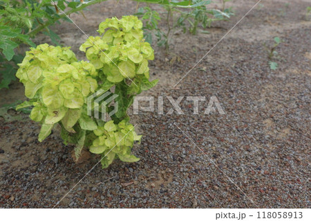 Sicklepod plant in the forest is medicinal 118058913