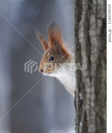 A cute red squirrel with fluffy tassels on its ears peeks out from behind a tree in a winter forest 118059059