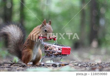 Red squirrel near the small shopping cart with nuts	 118059060