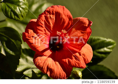 赤いハイビスカスの花 118059139
