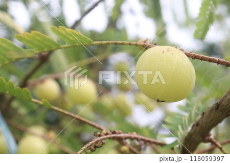 Amla gooseberry on tree in farm 118059397