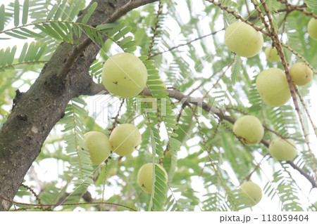 Amla gooseberry on tree in farm 118059404