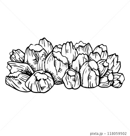 Balanus barnacles shells colony ink vector illustration in black and white. Monochrome tropical sea reef animals in hand drawn line style. Underwater marine life for nautical prints Balanus barnacles shells colony ink vector illustration in black and white. Monochrome tropical sea reef animals in hand drawn line style. Underwater marine life for nautical prints 118059502