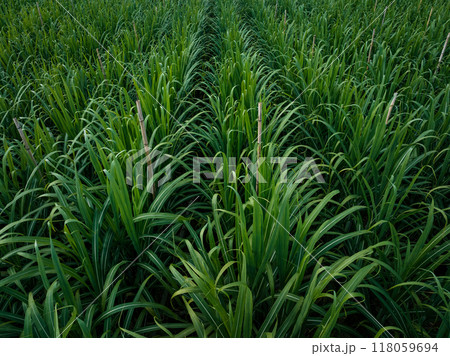 Aerial view of sugarcane plants growing at field 118059694