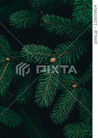 Close-up of pine tree branches with small pine cones 118059924