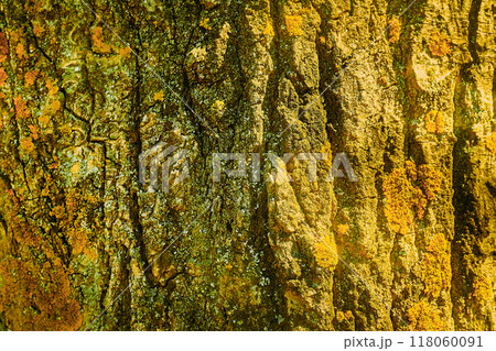 Golden light wrinkled bark of an old tree. Wooden background 118060091