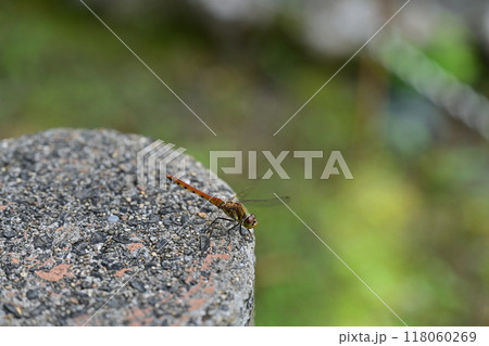 石にとまるトンボ 118060269